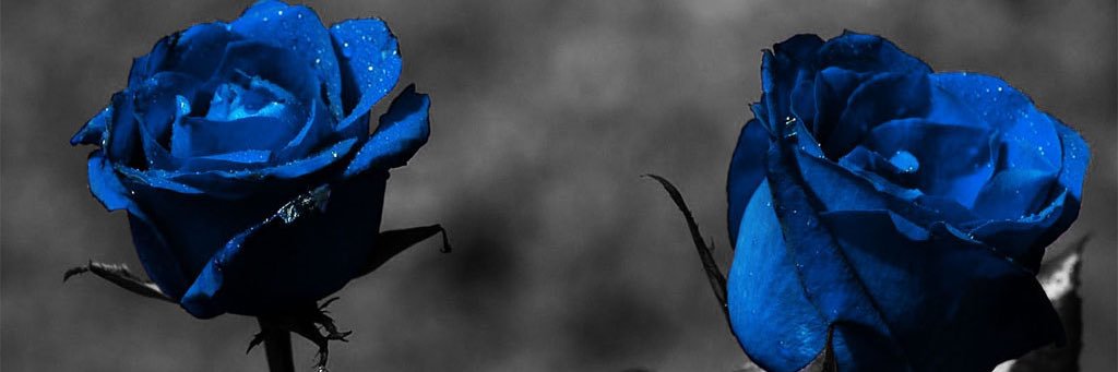 asoora515's profile banner image