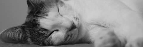 Juliiadrm's profile banner image