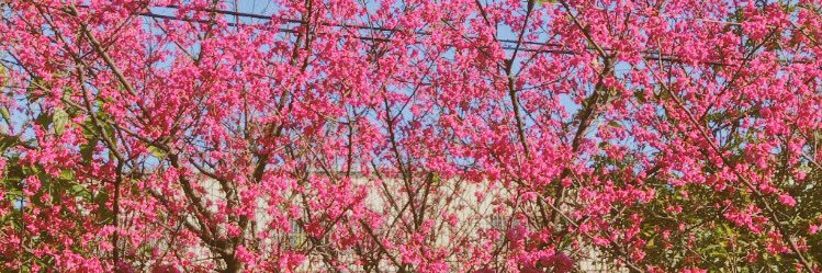 dindamarcellina's profile banner image
