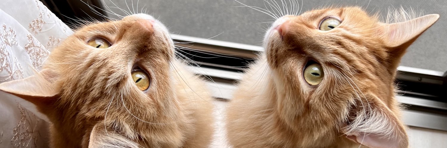 ほとぷぅとごうとけん(保護猫出身茶トラ兄弟猫・ねこ) banner