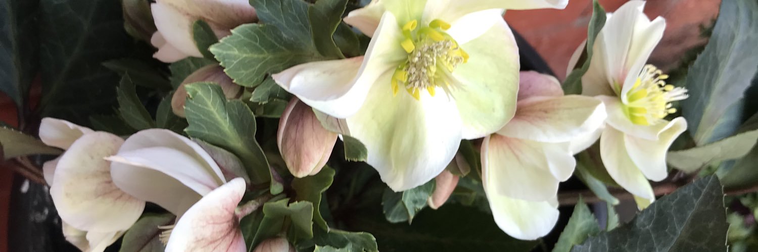 Jennifer Powell banner