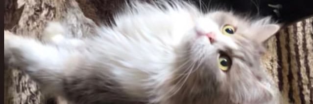 AyyItsNadine's profile banner image