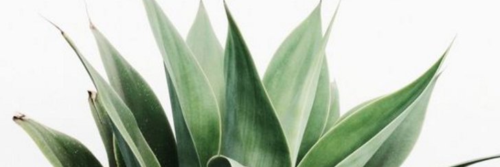 Rowannewman's profile banner image