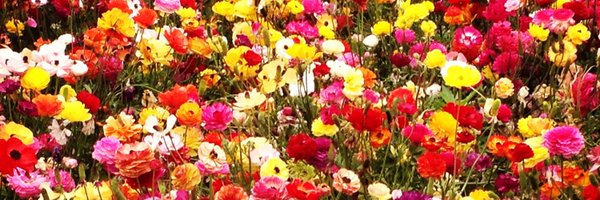 LJ521 Profile Banner