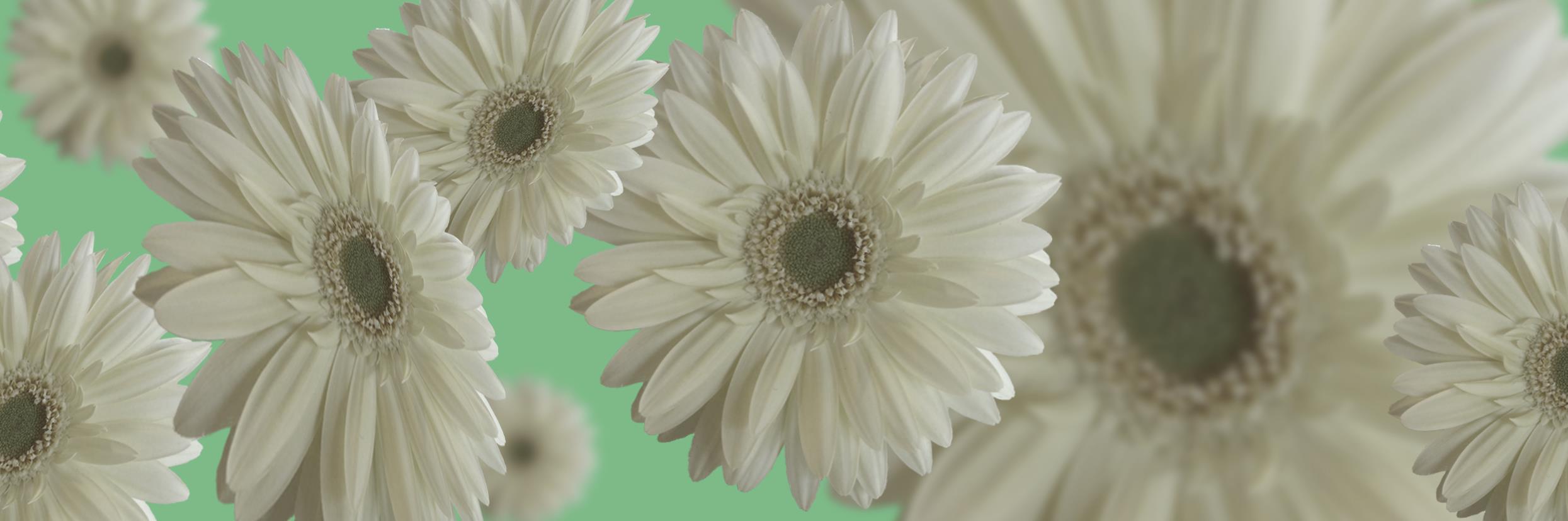 favoriteblanket's profile banner image