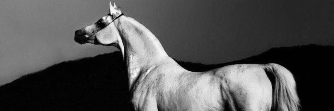 Mafb_666's profile banner image