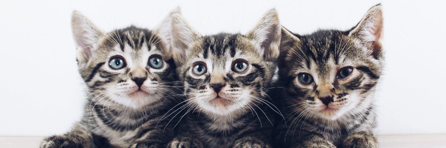 Save Our Strays banner