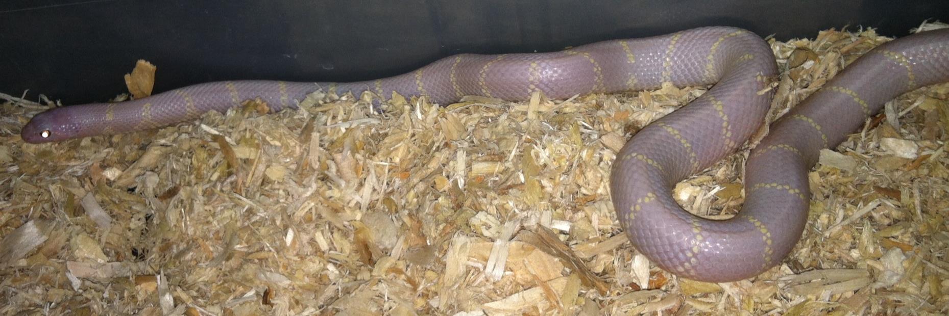 TomsSnakes's profile banner image