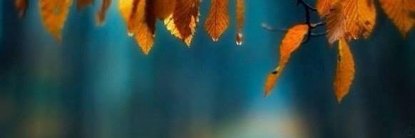 numerez's profile banner image