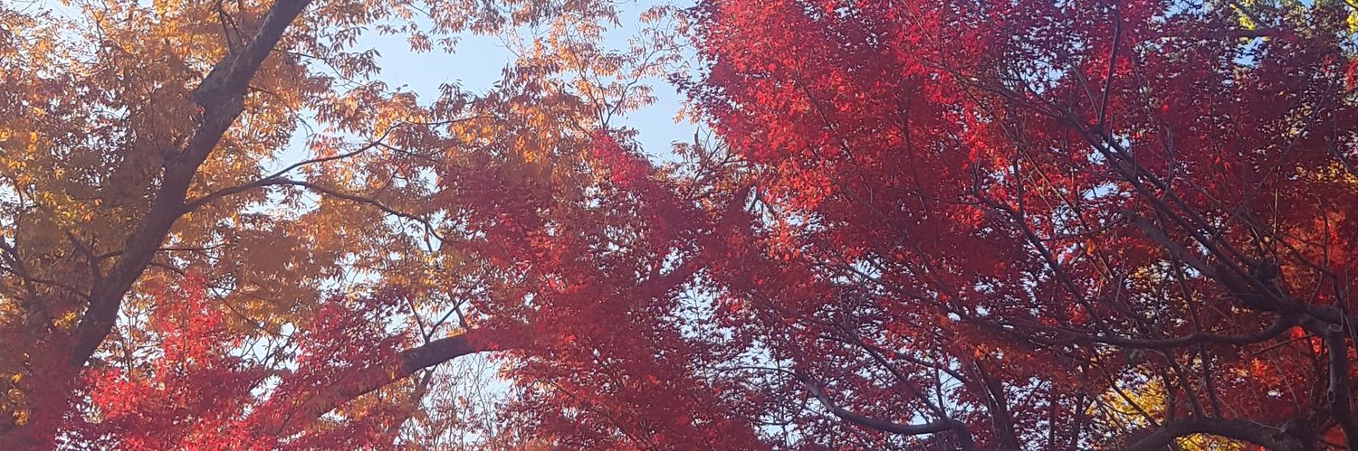 ginkyu's profile banner image