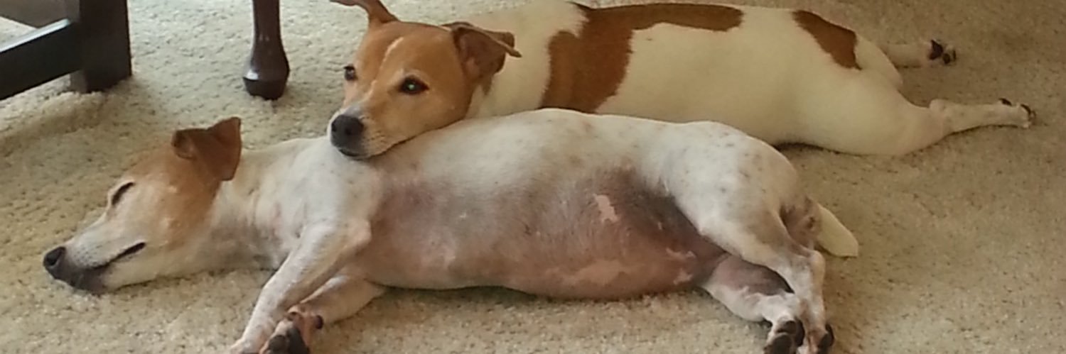 hardies's profile banner image
