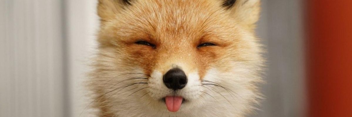 SSweetieFox's profile banner image