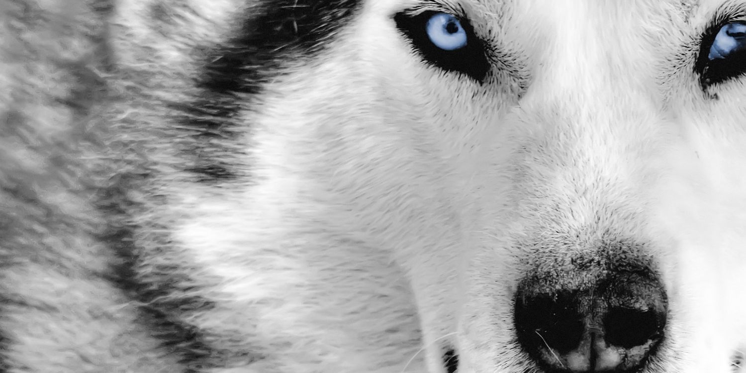 wildandot's profile banner image