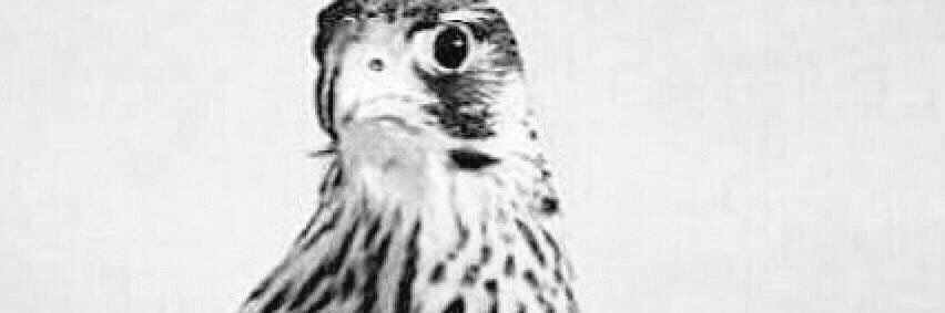 10_tarr's profile banner image