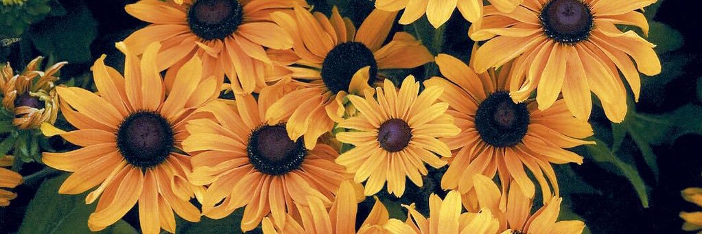 SalgadoCelia's profile banner image