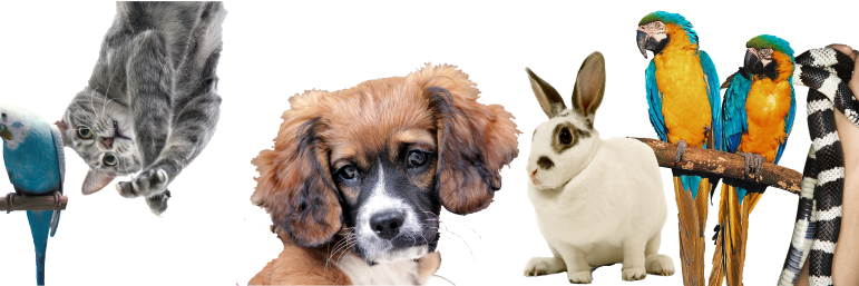 AnimalPub's profile banner image