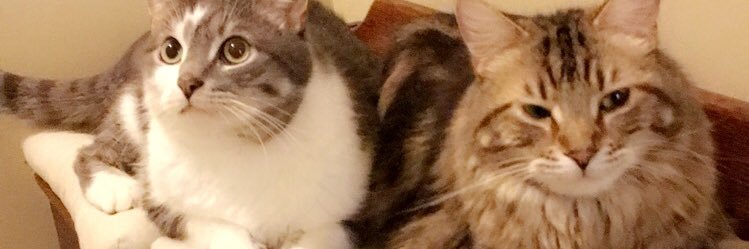 _annmariewells's profile banner image