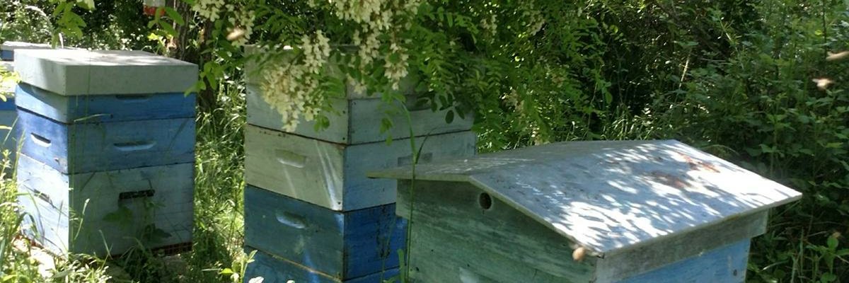 BeeZabelle's profile banner image