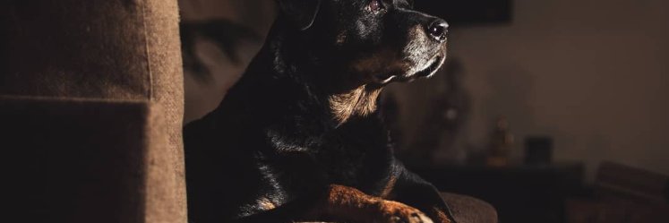 apokaukos's profile banner image