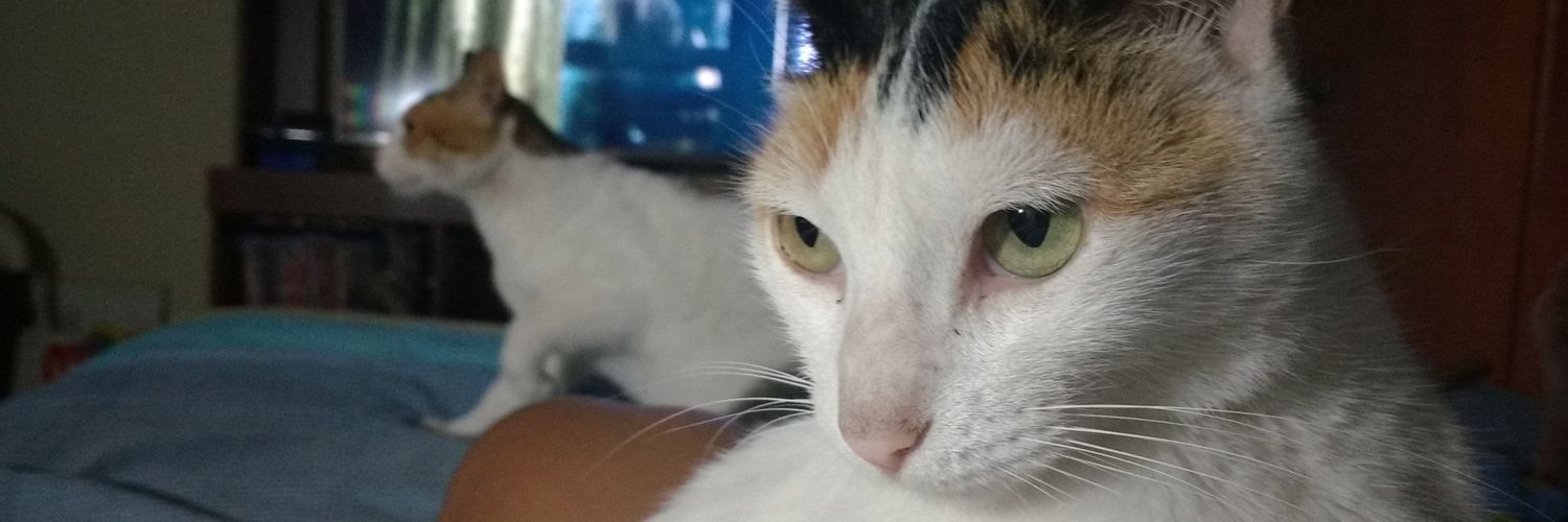 fridachauca's profile banner image