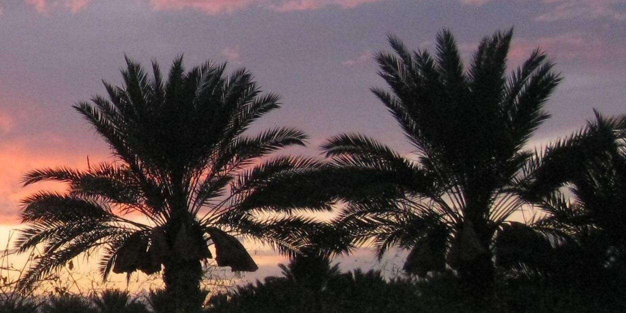Desertbest's profile banner image