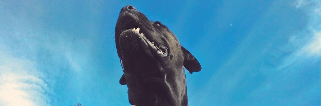 chamorriyo's profile banner image