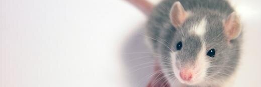 _TodoTerminal_'s profile banner image