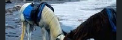 Nese topcu 🐉 $MON banner