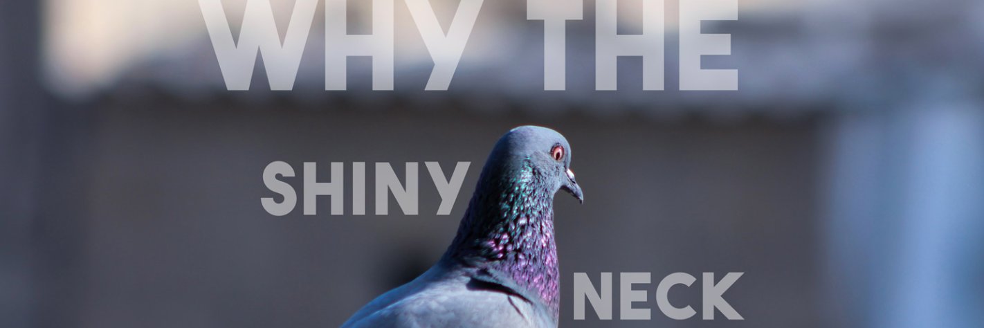 Emma Smith-Stevens banner