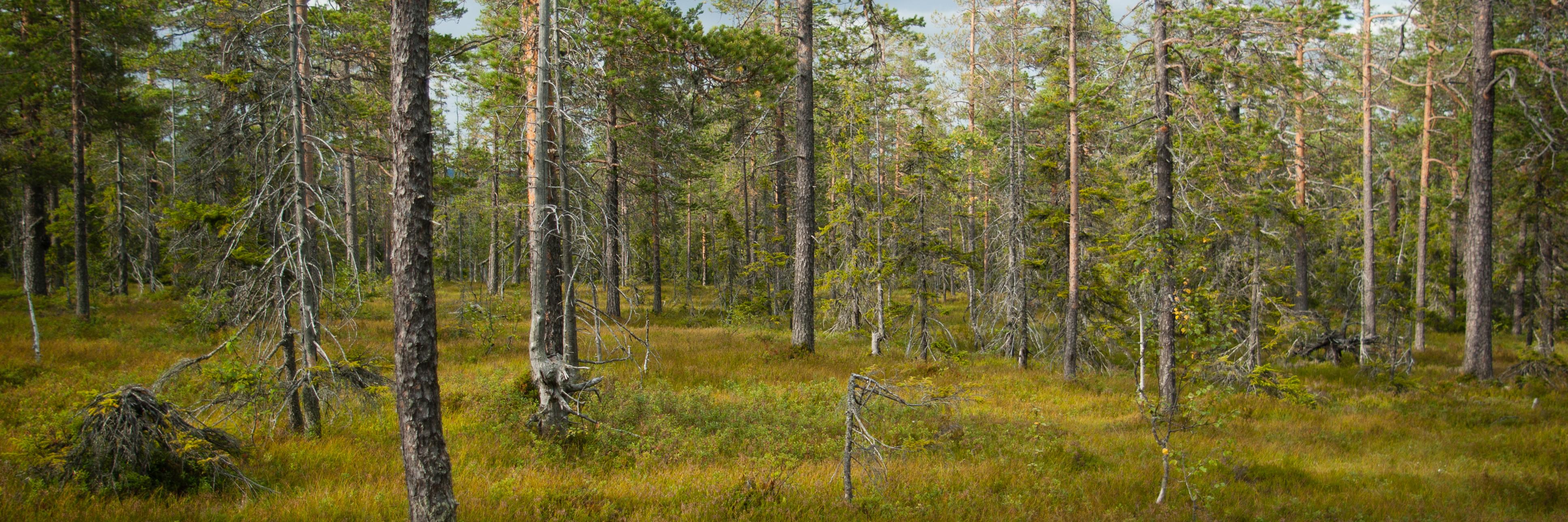 Smsh's profile banner image