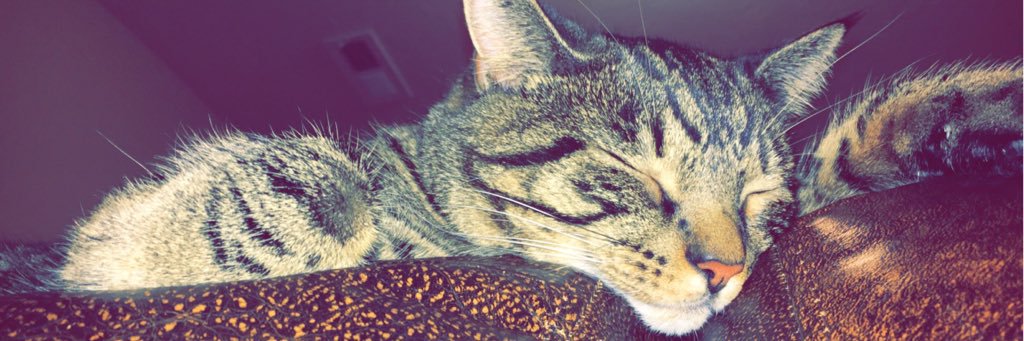 CallieBrock_'s profile banner image