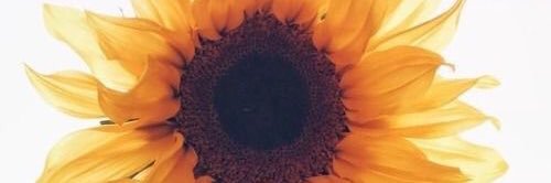 KelsiFitzgerald's profile banner image