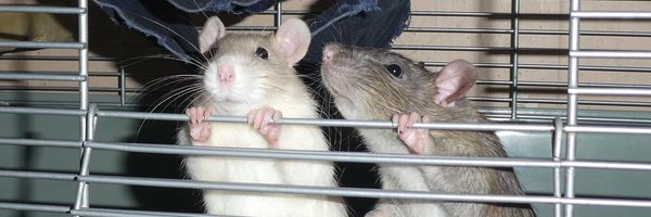 squirrelpot Profile Banner