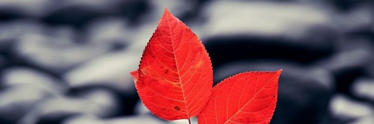 adienuka's profile banner image