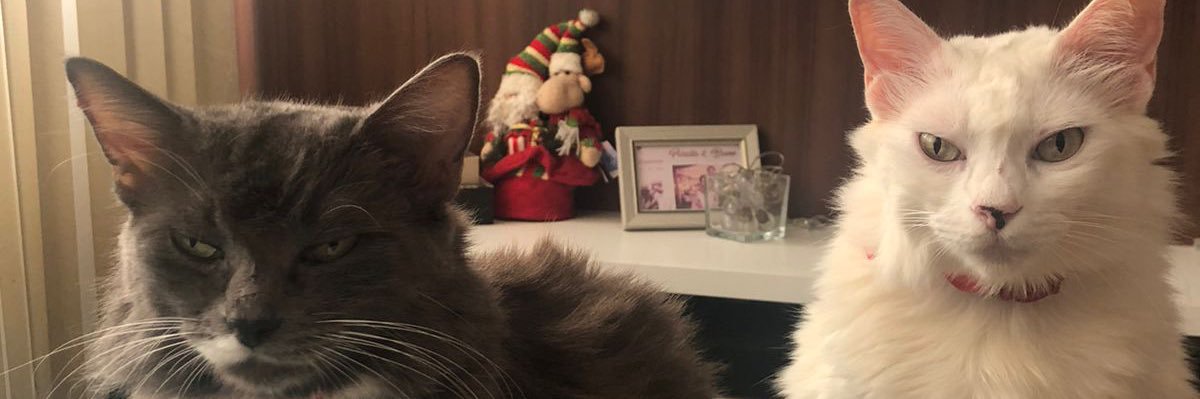 Piuduarte's profile banner image