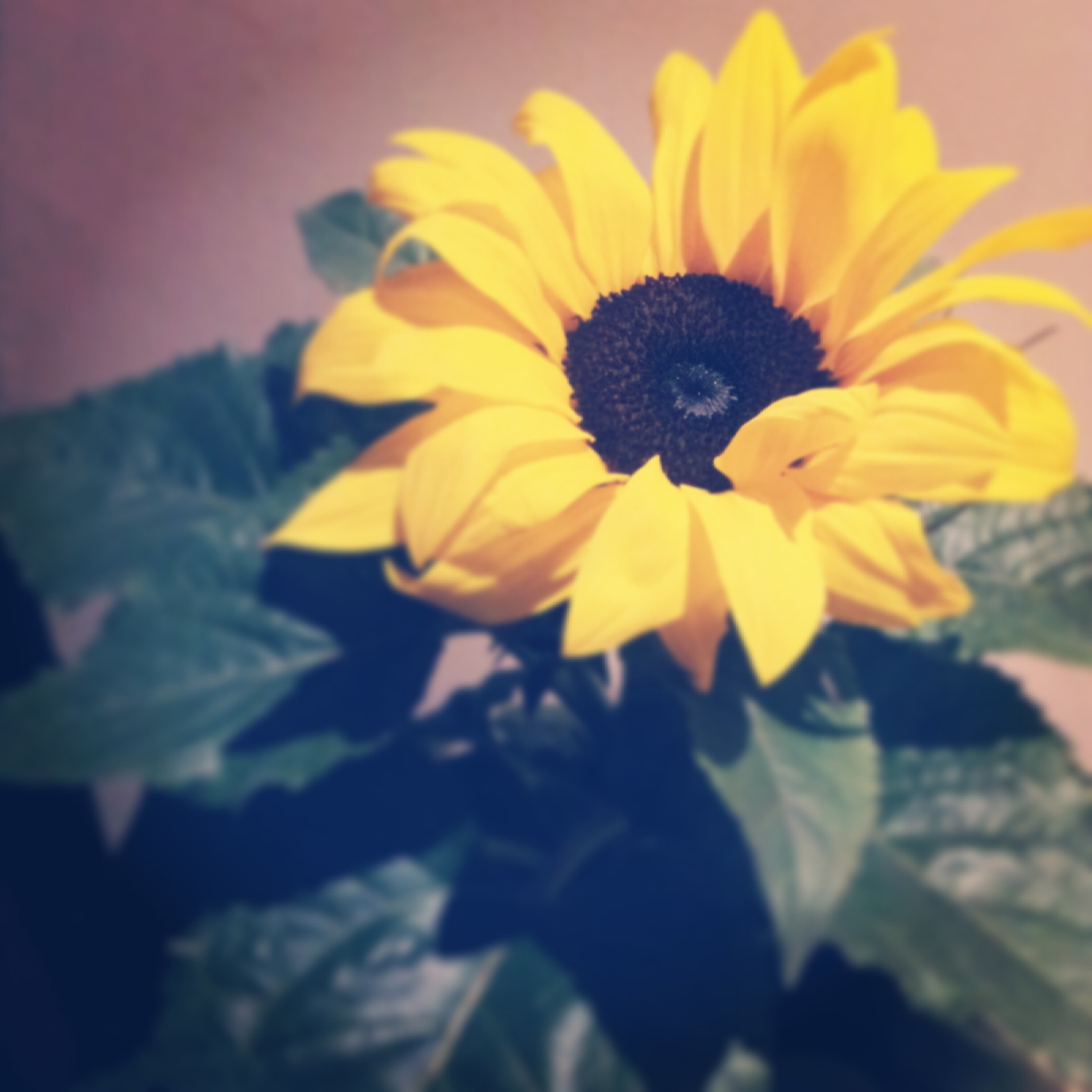 Janineredmond's profile banner image