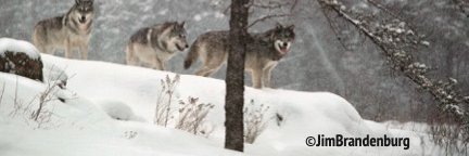 Howling For Wolves's banner