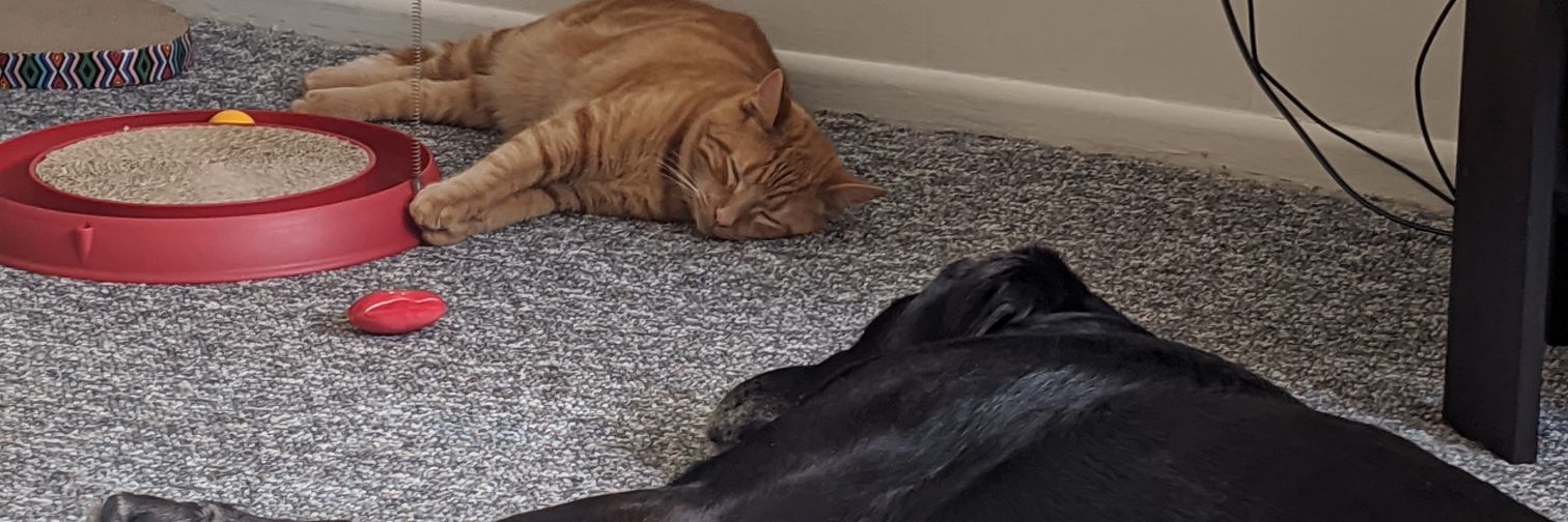 EllieTimmons's profile banner image