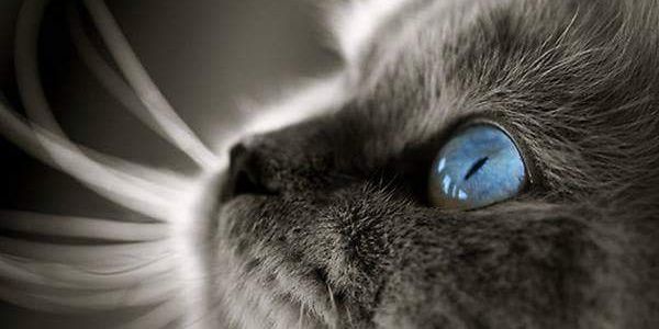 gerejane's profile banner image