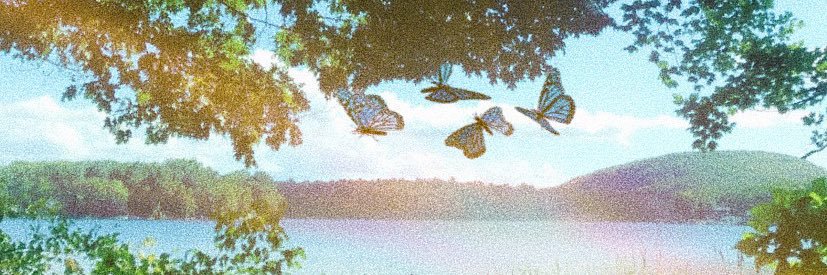 toridella's profile banner image