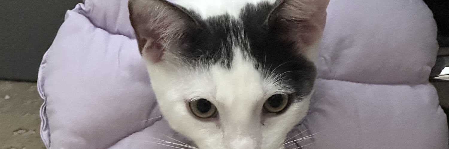 carlseinpai's profile banner image