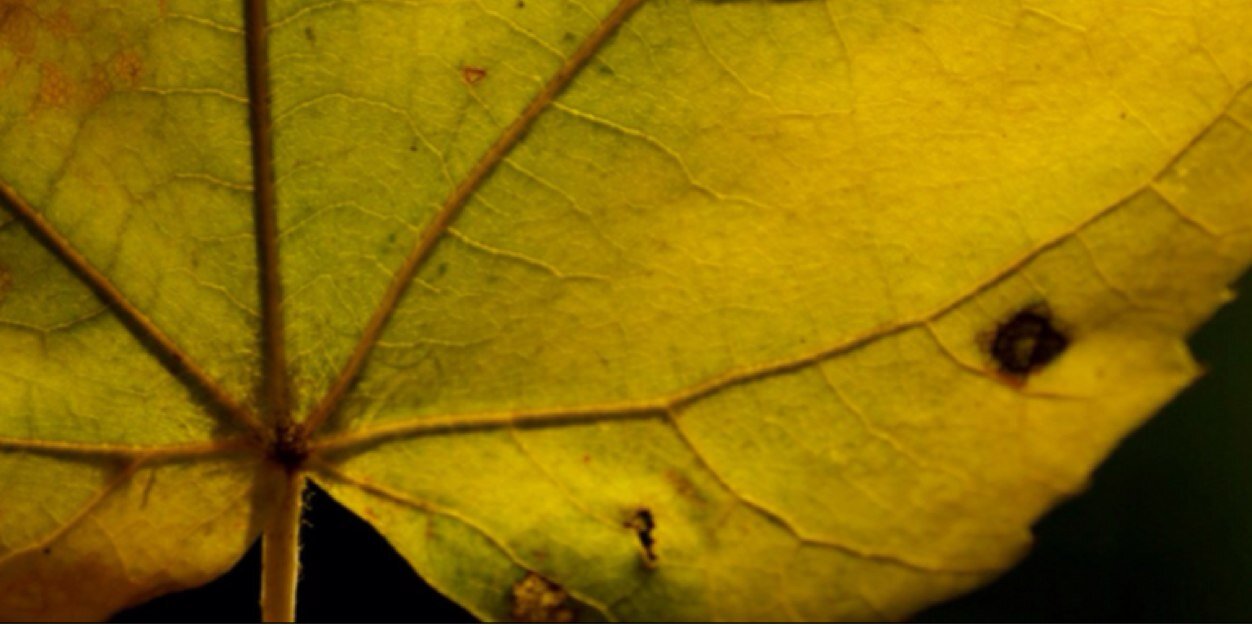 Человек-Фёдор banner