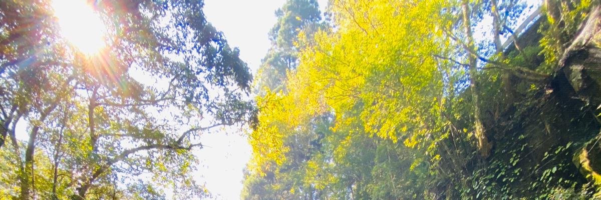 Lionpine1's profile banner image