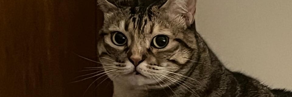 TOT Anna, a Scot banner