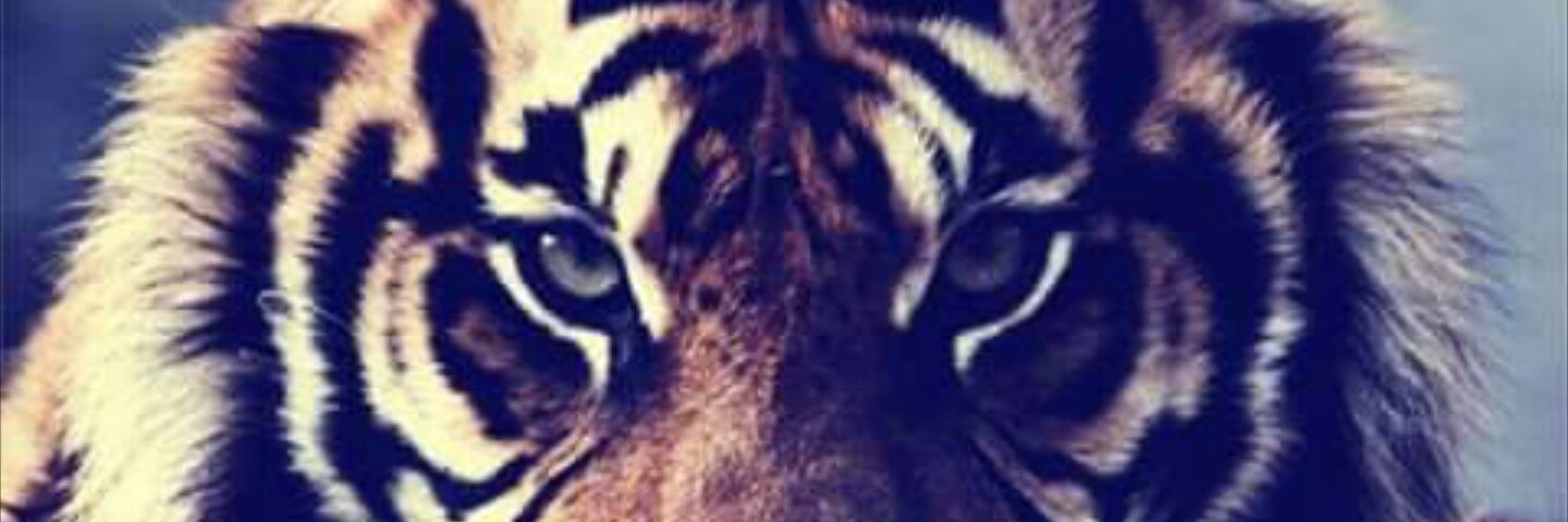 Tanque Castro banner