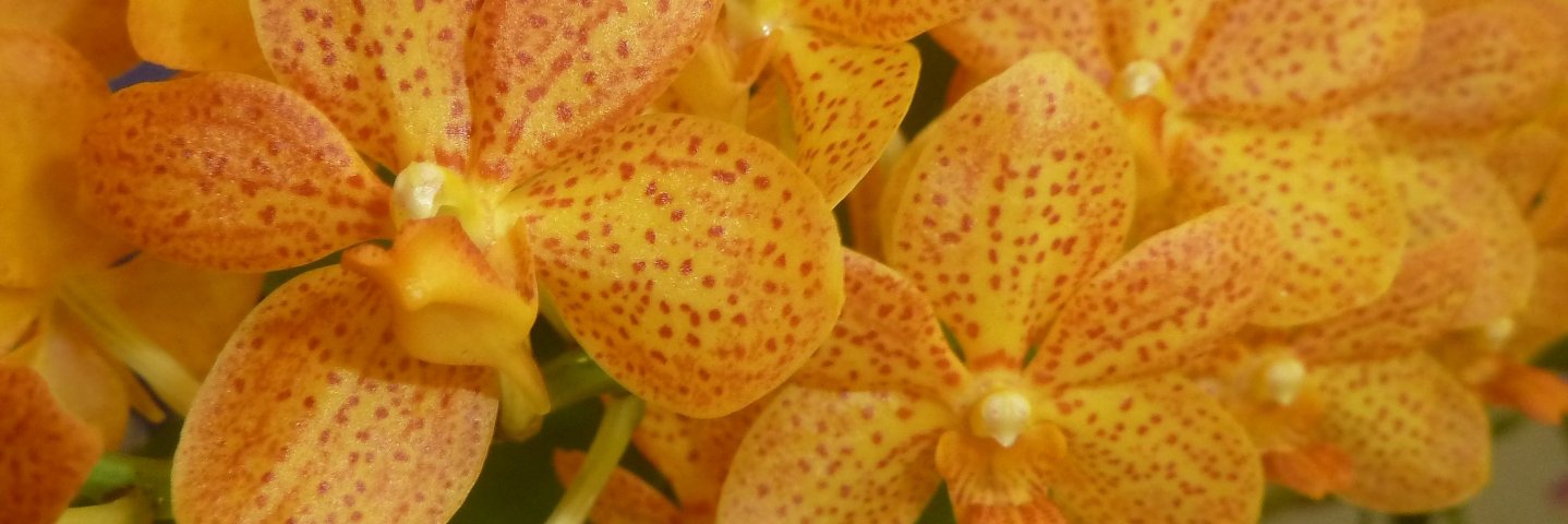 OrchidsWorldCom banner