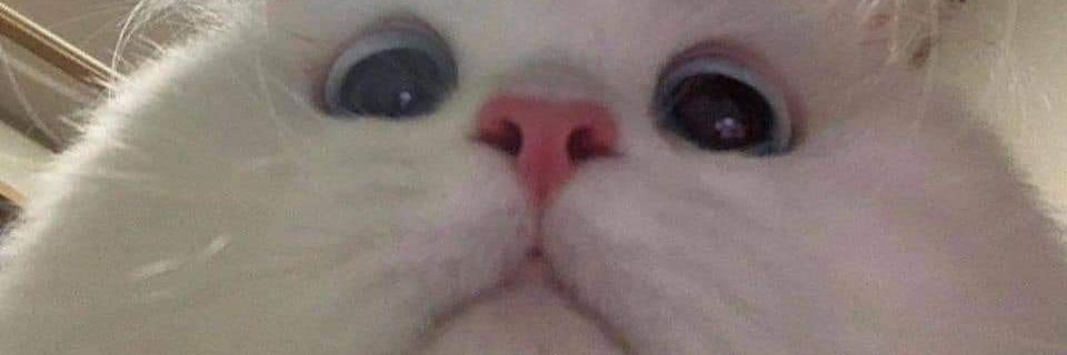queeneunoia's profile banner image
