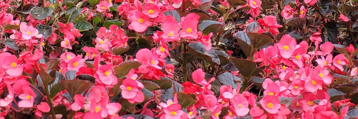R_Sbim's profile banner image
