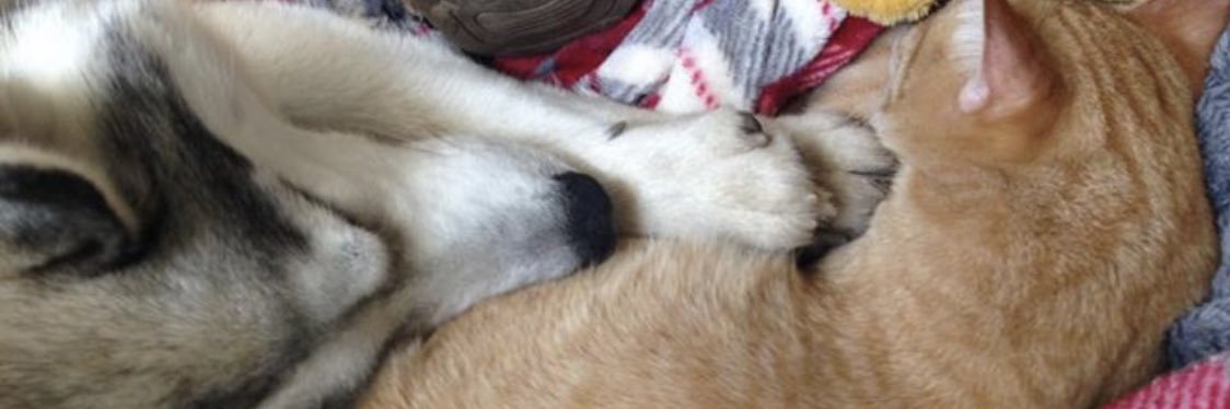 Ginger_Snap93's profile banner image