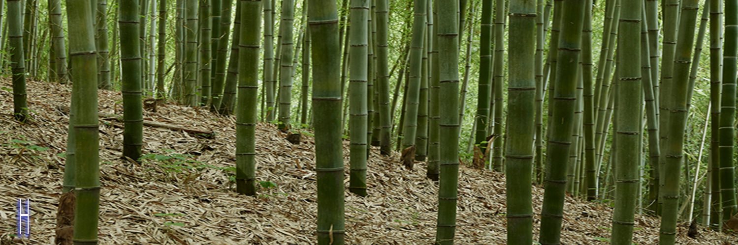 harrieappel's profile banner image